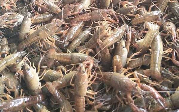 潜江龙虾是哪里产的?