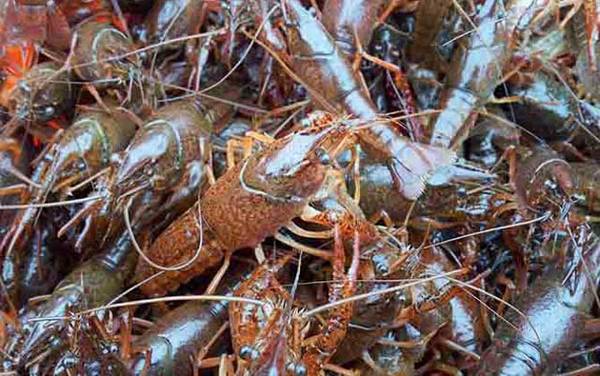 潜江龙虾是哪里产的?