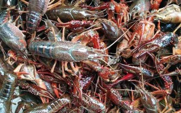 潜江龙虾是哪里产的?