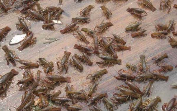 潜江龙虾是哪里产的?