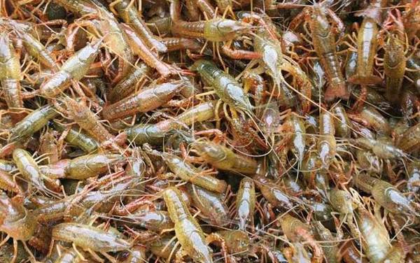 小龙虾苗价格多少钱一斤?