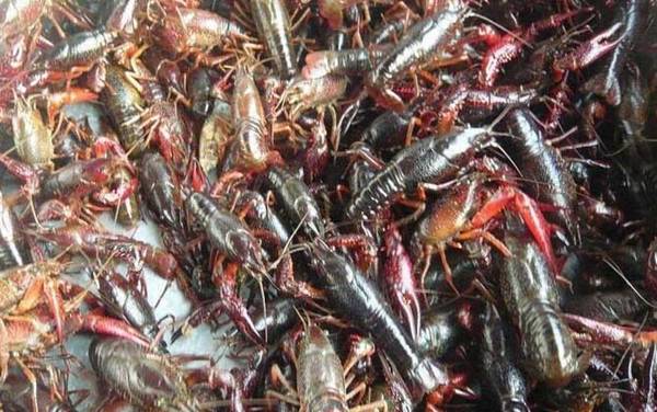 养殖小龙虾一亩利润多少?