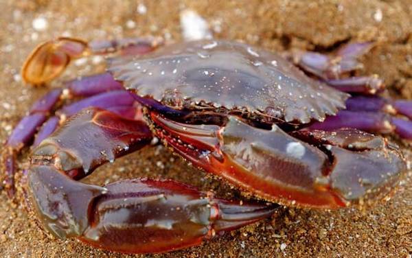 �з�۸����Ǯһֻ��