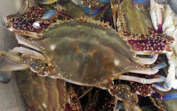 �з�۸����Ǯһֻ��