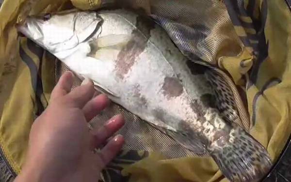 鳜鱼一般生活在什么地方?