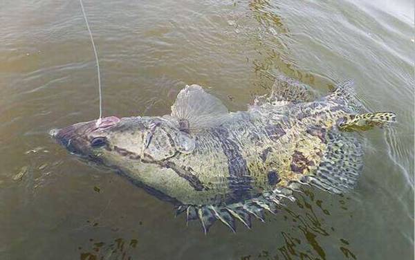 鳜鱼一般生活在什么地方?