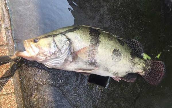 鳜鱼一般生活在什么地方?