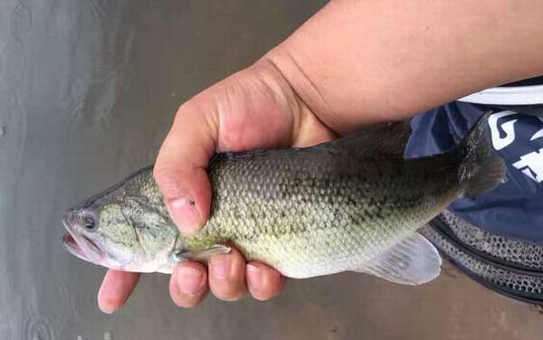 淡水鲈鱼是什么鱼?