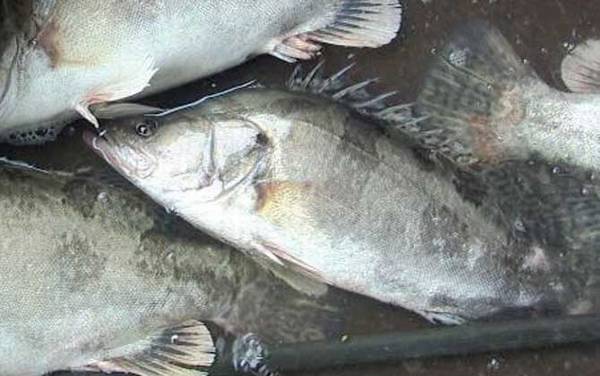 为什么很少人养鳜鱼?