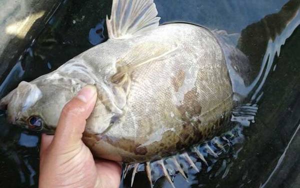 为什么很少人养鳜鱼?