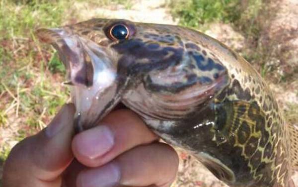 为什么很少人养鳜鱼?