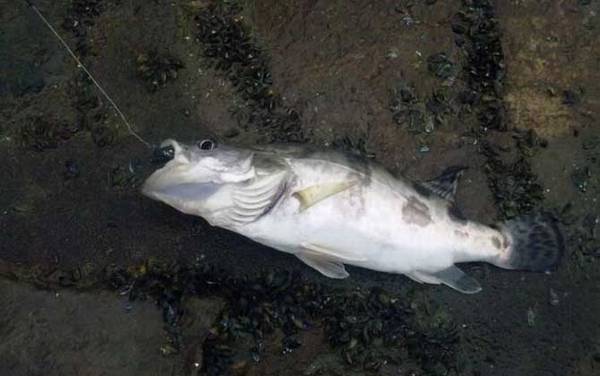 桂鱼为什么价格那么贵?