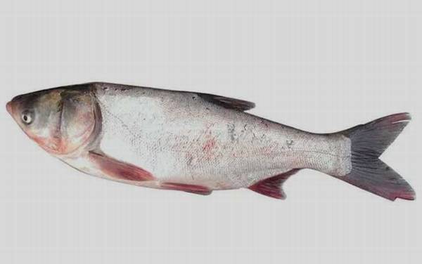 桂鱼最喜欢吃什么鱼?