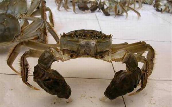 螃蟹为什么横着走?
