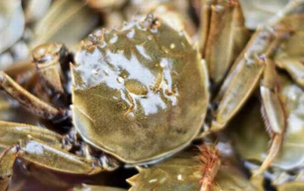 螃蟹为什么横着走?