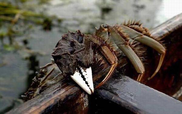 24小时之内死了的螃蟹能吃吗?