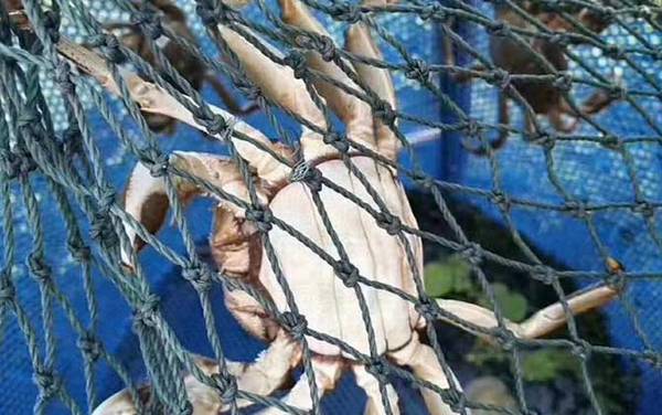 24小时之内死了的螃蟹能吃吗?