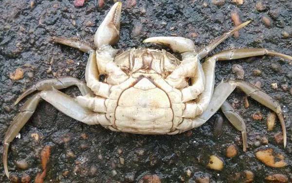 螃蟹公母怎么分辨?