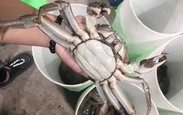 螃蟹公母怎么分辨?