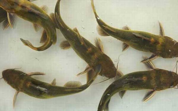 黄颡鱼又叫什么鱼?