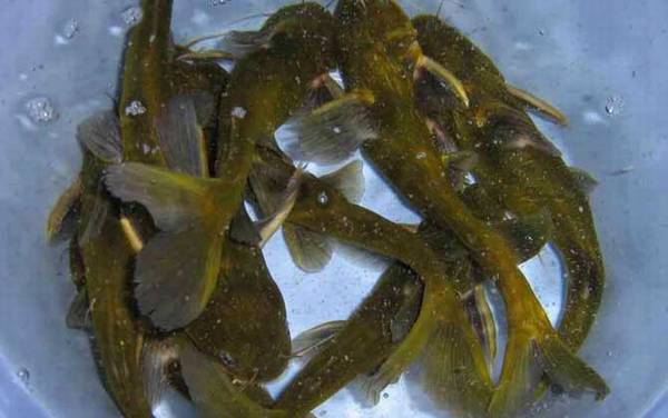 黄骨鱼和黄辣丁是一种鱼吗?