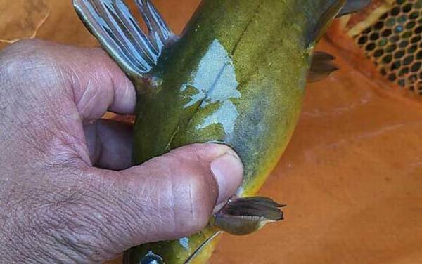 黄骨鱼和黄辣丁是一种鱼吗?