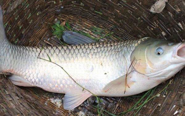 鲮鱼和草鱼有什么区别?