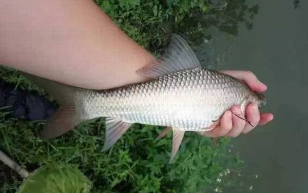 鲮鱼是海鱼还是河鱼?