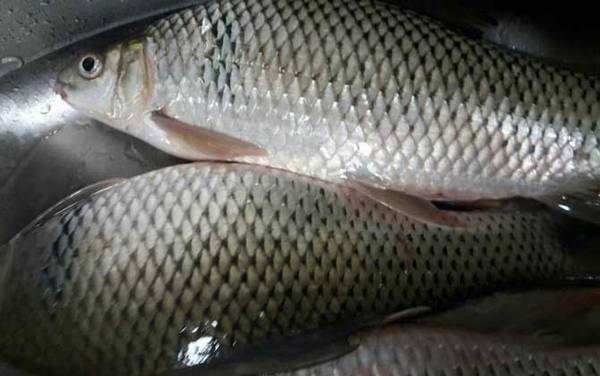 土鲮鱼是什么鱼?