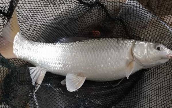 麦鲮是什么鱼?