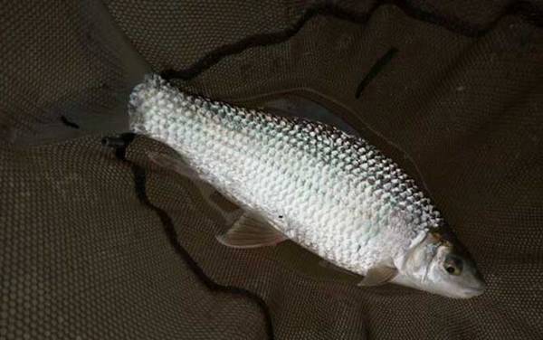 土鲮、麦鲮、泰鲮有什么区别?