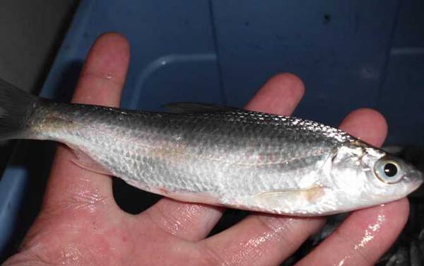 白条鱼和麦穗鱼有什么区别?