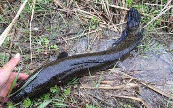 黑鱼有几个品种?