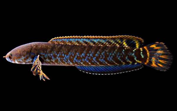 像黑鱼但不是黑鱼是什么鱼?