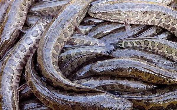 ������ֳ��������������