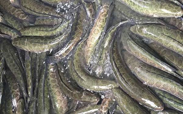 ������ֳ��������������