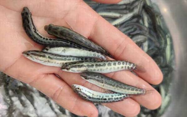 ������ֳ��������������