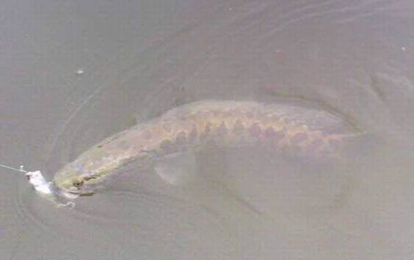 家里为什么不能养黑鱼?