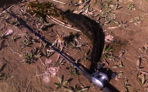 为什么吃黑鱼不能要头?