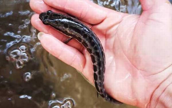 ������ֳ��������������