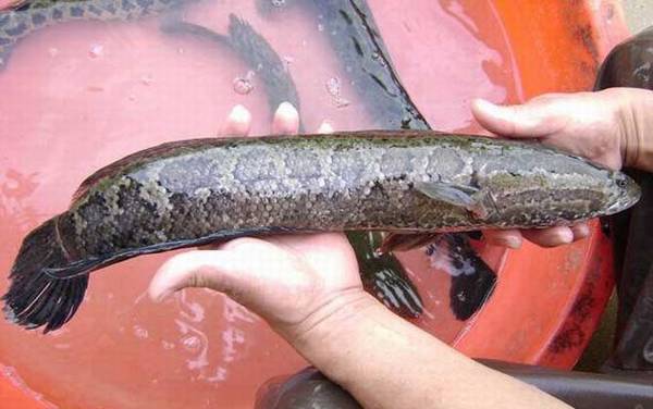 黑鱼多久可以养到三斤?