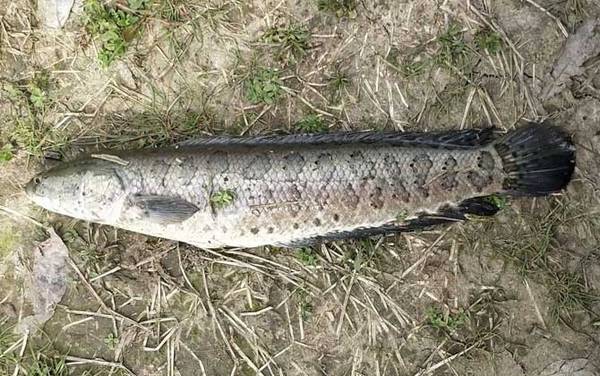 黑鱼多久可以养到三斤?