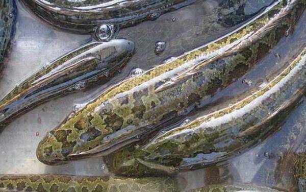 黑鱼多久可以养到三斤?