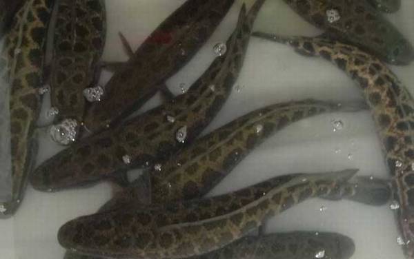 黑鱼多久可以养到三斤?