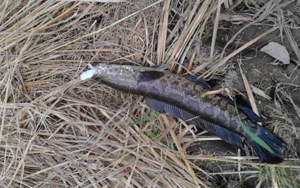 黑鱼多少度温度才开口?