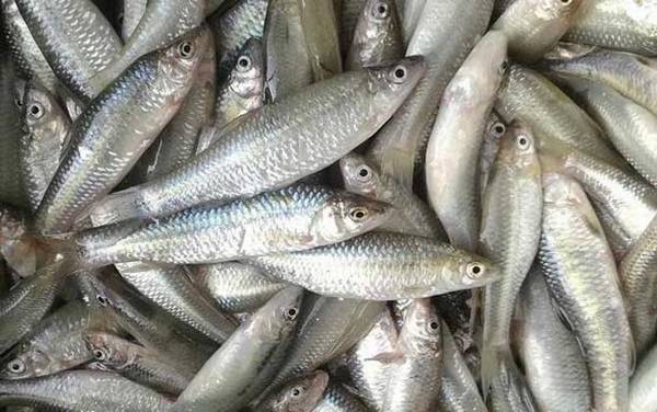 麦穗鱼的生活习性及特点