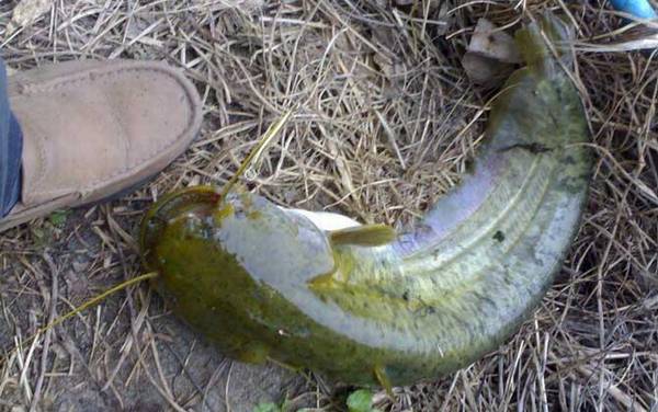 麦穗鱼最怕什么鱼?