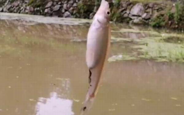 麦穗鱼是原生鱼吗?