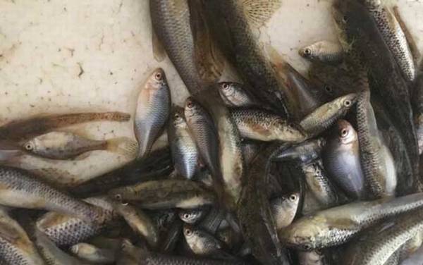 麦穗鱼为什么不能吃?