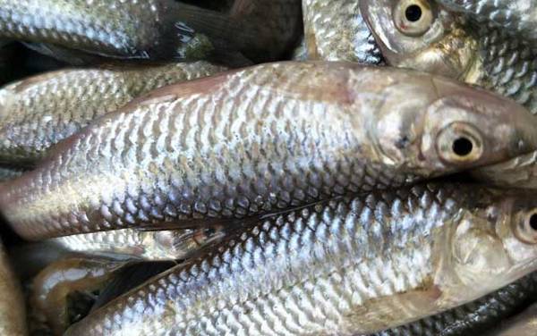 麦穗鱼需要去内脏吗?